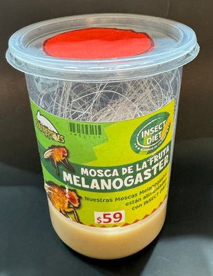 MOSCA DE LA FRUTA MELANOGASTER GRANDE