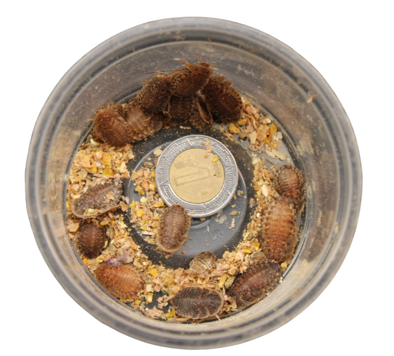 CUCARACHA DUBIA 15pz CHICAS