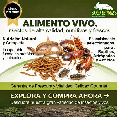 Alimento vivo