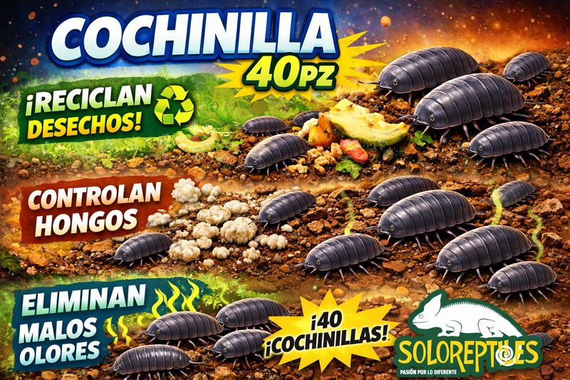 COCHINILLA 40pz