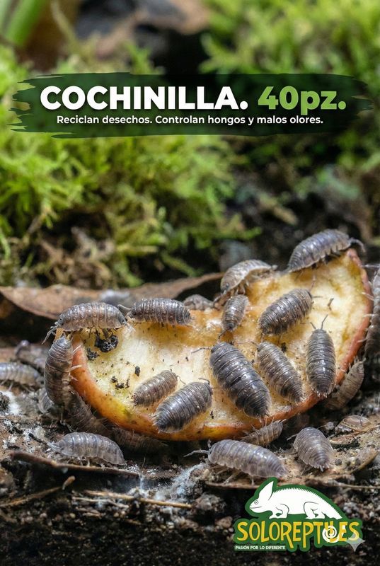 COCHINILLA 40pz