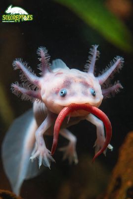 LOMBRIZ ROJA DE CALIFORNIA 40pZ