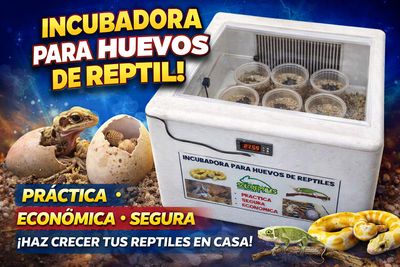 INCUBADORA PARA HUEVOS DE REPTILES