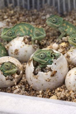 INCUBADORA PARA HUEVOS DE REPTILES