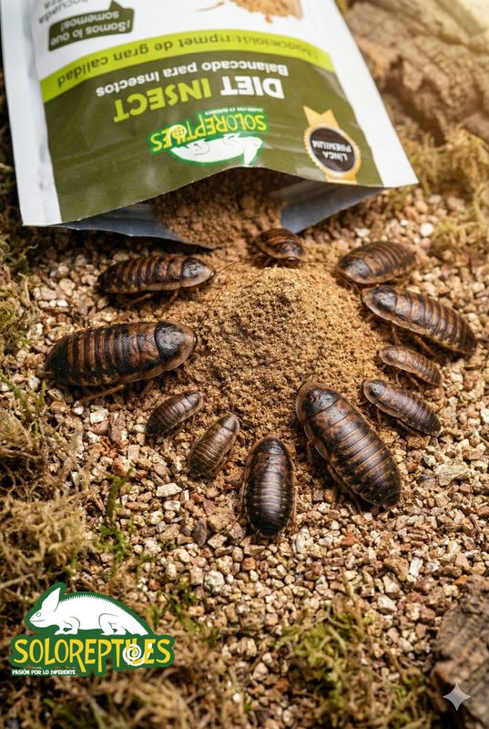 DIET INSECT 1kg
