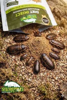 DIET INSECT 1kg