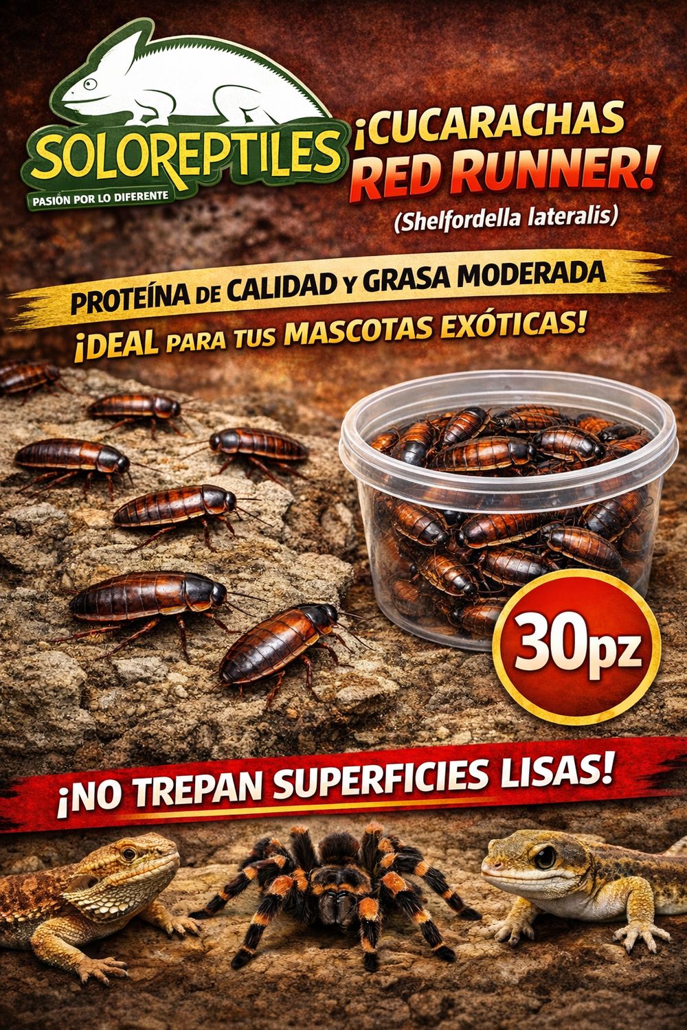 CUCARACHA RED RUNNER 30pz