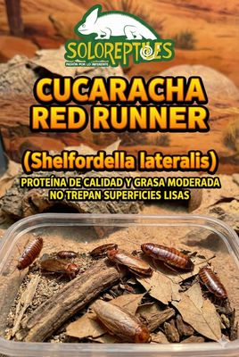 CUCARACHA RED RUNNER 100pz