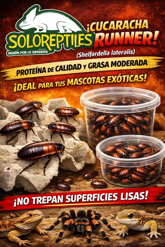 CUCARACHA RED RUNNER 100pz