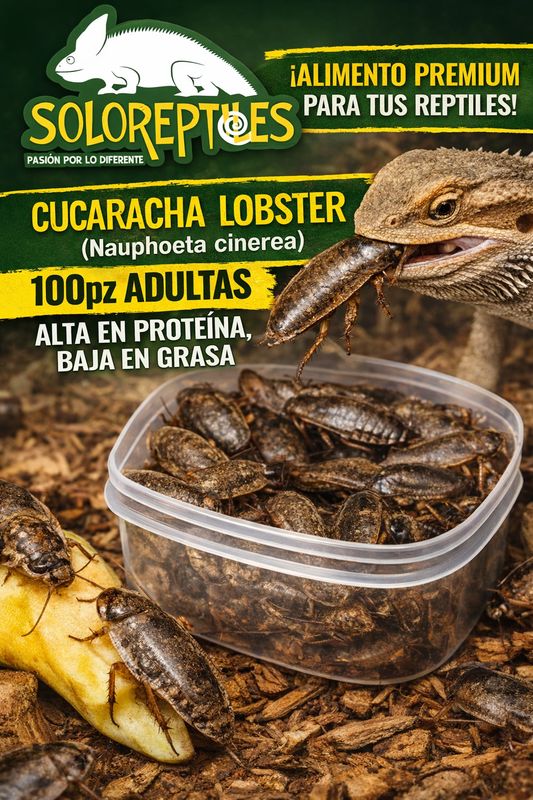 CUCARACHA LOBSTER 100pz ADULTAS