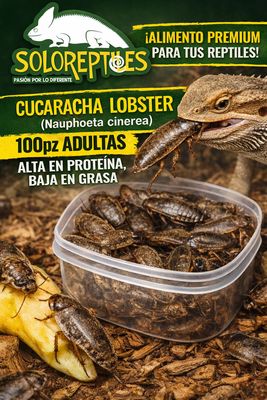 CUCARACHA LOBSTER 100pz ADULTAS