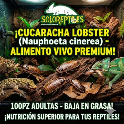 CUCARACHA LOBSTER 100pz ADULTAS