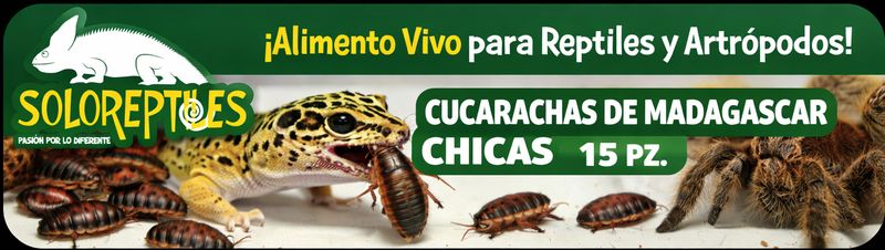 CUCARACHA MADAGASCAR 15pz CHICAS