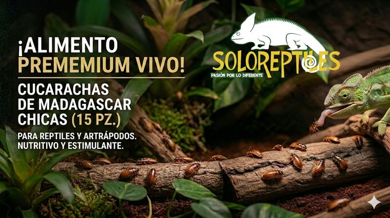 CUCARACHA MADAGASCAR 15pz CHICAS