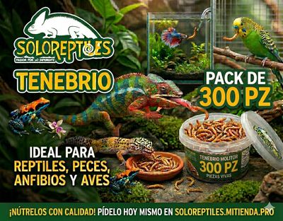 TENEBRIO 300pz