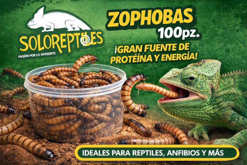 ZOPHOBA 100pz