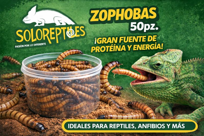 ZOPHOBA 50pz
