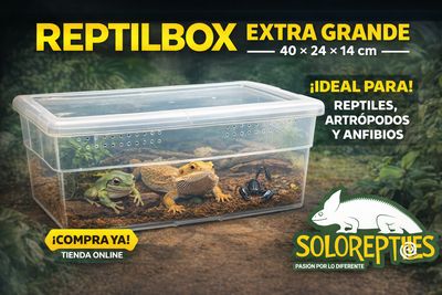 REPTIL BOX EXTRA GRANDE