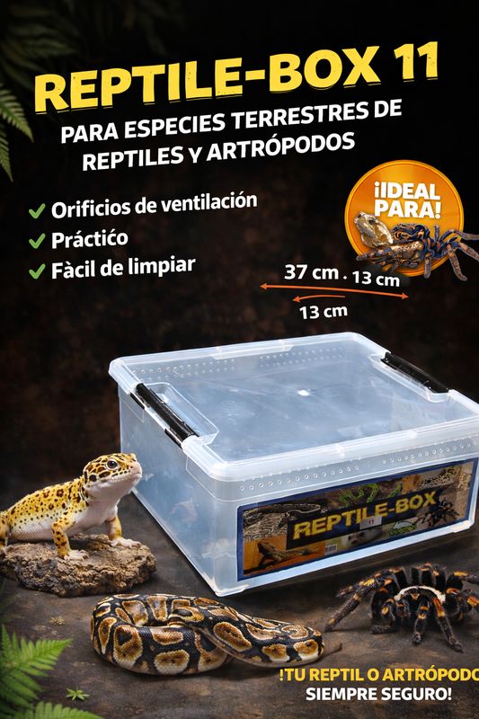 REPTIL BOX 11