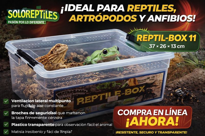 REPTIL BOX 11