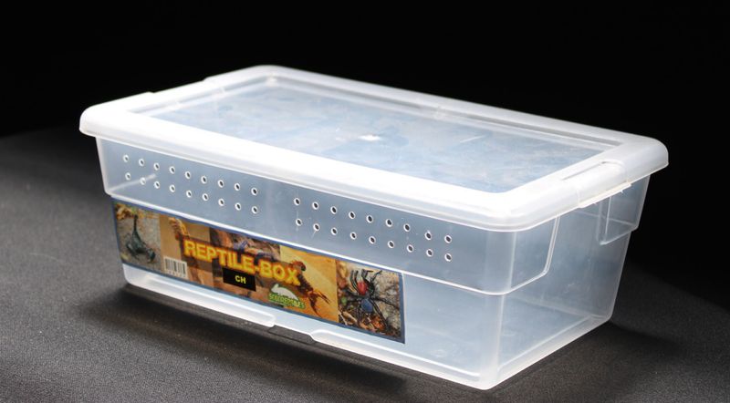 REPTIL BOX CHICO