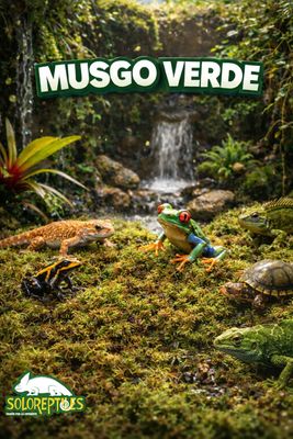 MUSGO VERDE DESHIDRATADO