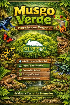 MUSGO VERDE DESHIDRATADO