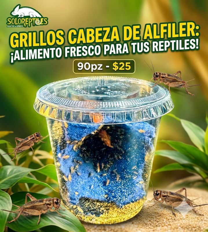 GRILLO ALFILER BOTE