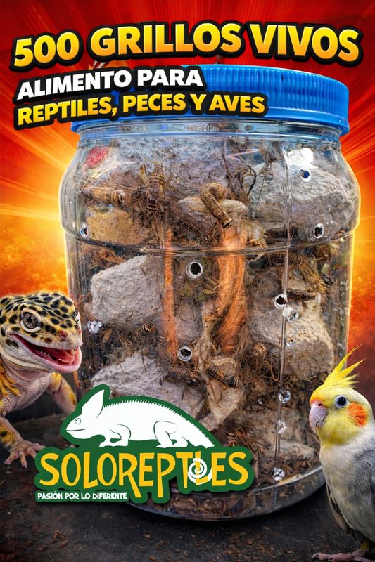 GRILLO 500pz JUVENIL