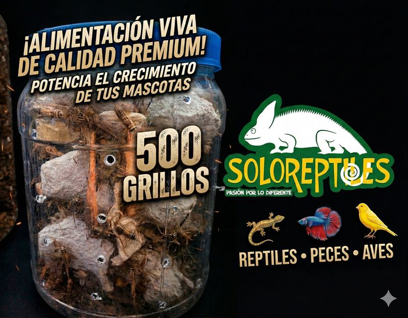 GRILLO 500pz JUVENIL
