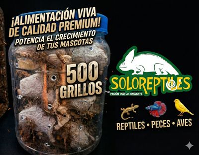 GRILLO 500pz JUVENIL