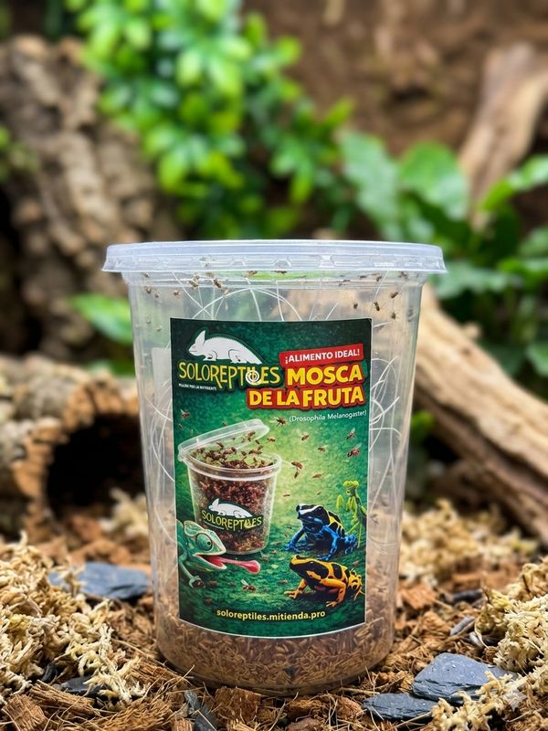 MOSCA DE LA FRUTA MELANOGASTER GRANDE