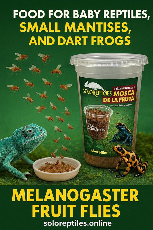 MOSCA DE LA FRUTA MELANOGASTER GRANDE