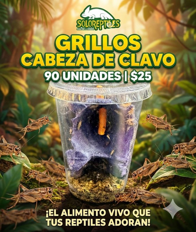 GRILLO CLAVO BOTE
