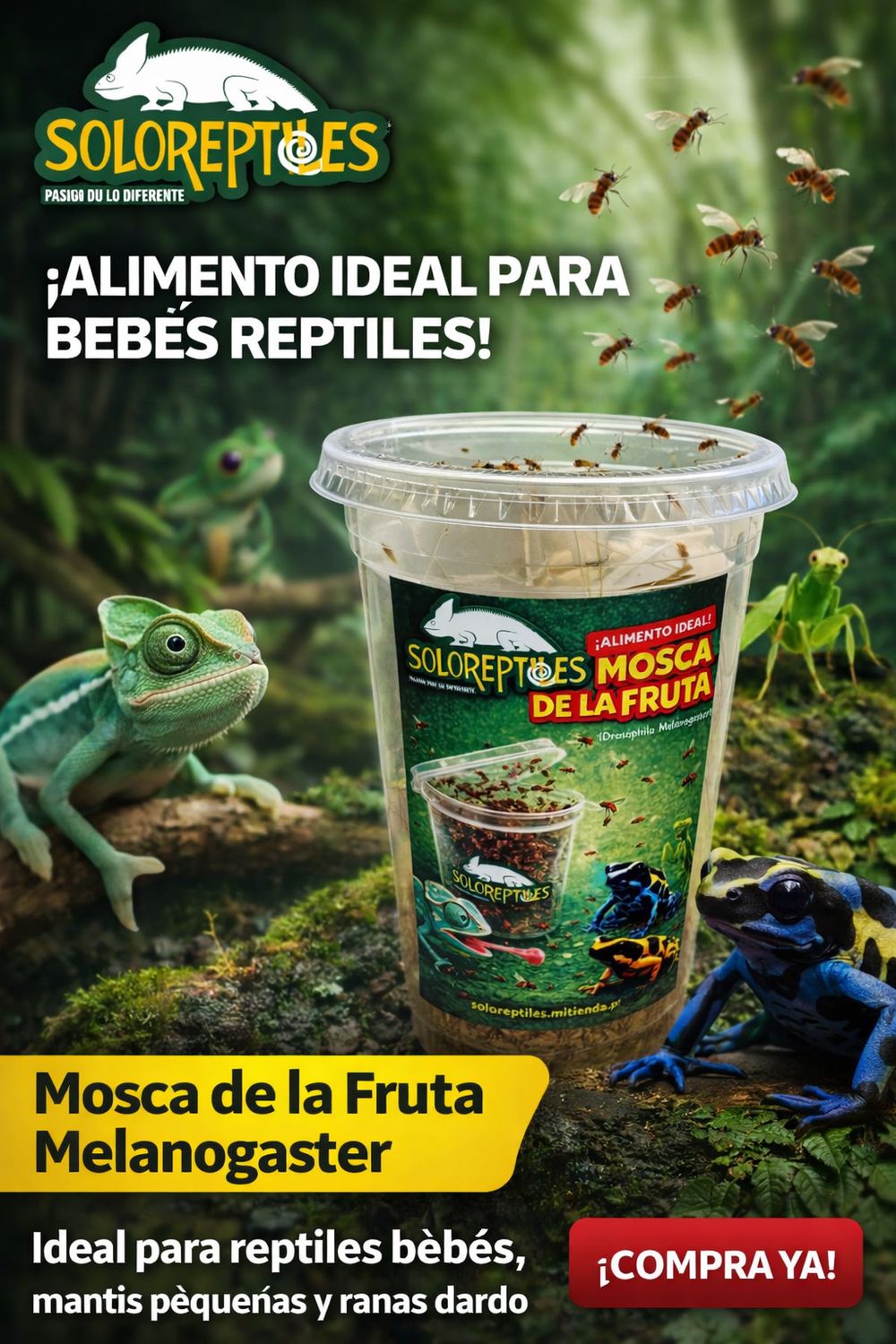 MOSCA DE LA FRUTA MELANOGASTER MEDIANO