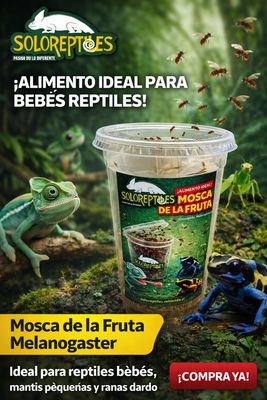 MOSCA DE LA FRUTA MELANOGASTER MEDIANO