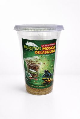 MOSCA DE LA FRUTA MELANOGASTER MEDIANO