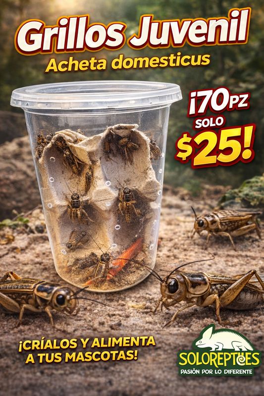 GRILLO JUVENIL BOTE 70pz