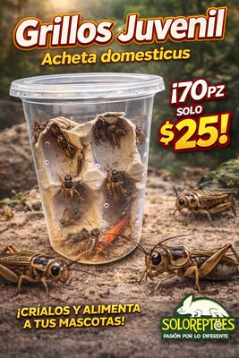 GRILLO JUVENIL BOTE 70pz