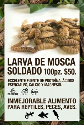 LARVA DE MOSCA SOLDADO