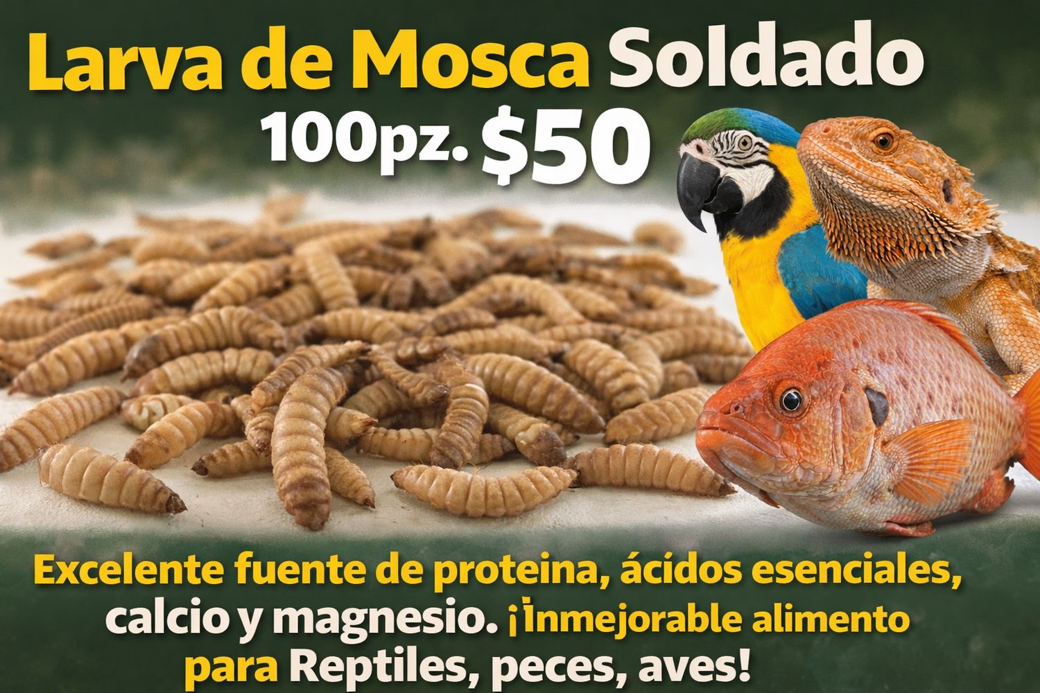 LARVA DE MOSCA SOLDADO