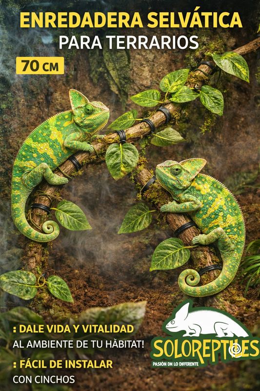 ENREDADERA SELVATICA PARA TERRARIOS
