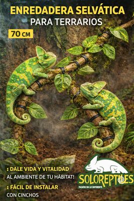ENREDADERA SELVATICA PARA TERRARIOS