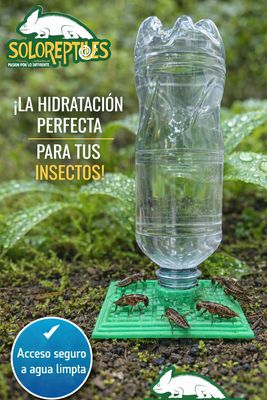 BEBEDERO PARA INSECTOS
