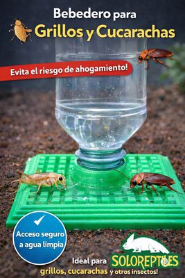 BEBEDERO PARA INSECTOS