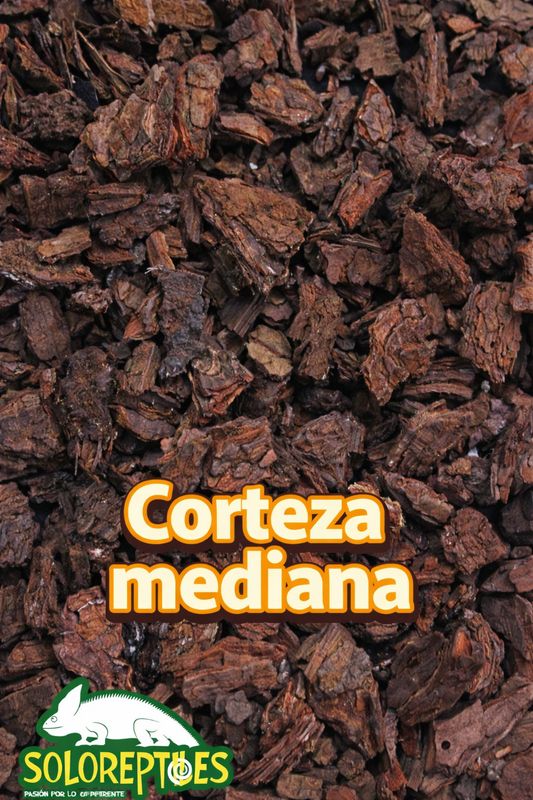 CORTEZA MEDIANA