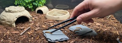 PINZAS DE PLASTICO PARA ALIMENTACION 25 cm