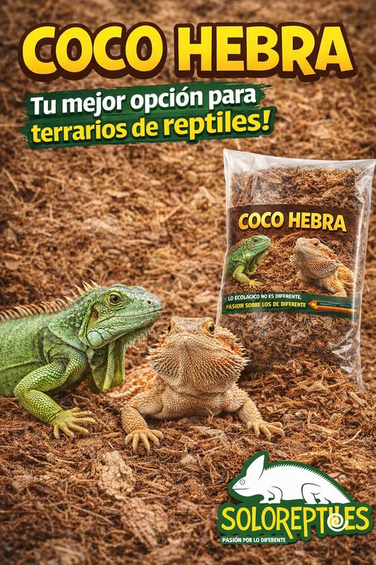 COCO HEBRA UN GALON