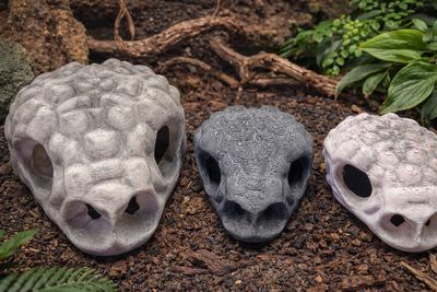 ESCONDITE CRANEO HELODERMA CHICO