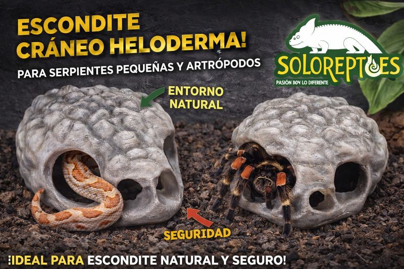 ESCONDITE CRANEO HELODERMA CHICO